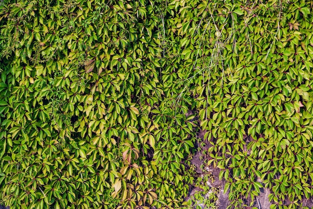 Fogliame denso verde su una parete come sfondo