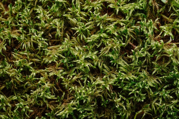 Green dense forest moss closeup of the forest nature moss texture