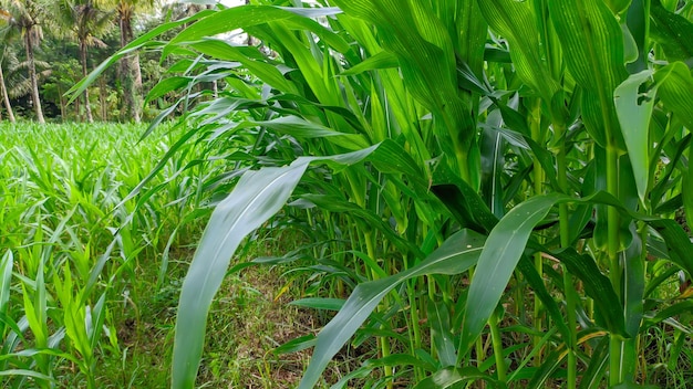 緑が生い茂るトウモロコシの若い木