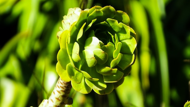 Green Desert Flower