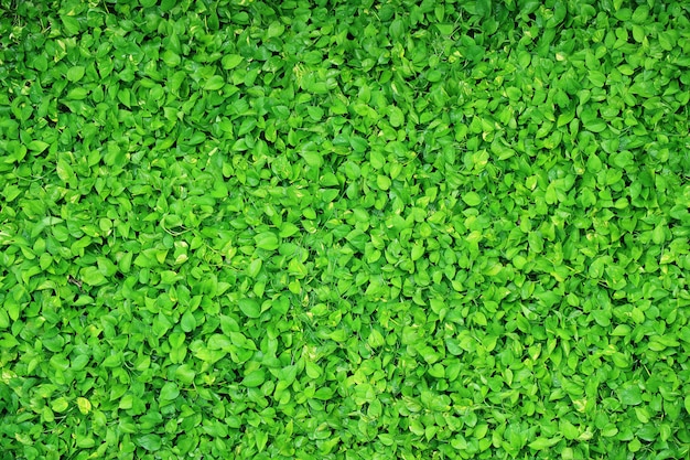 Green Devil's Ivy plants with water droplets after watering