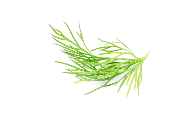 Green dill branch on white background Image