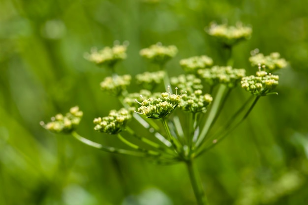 Green dill on the field in the summer season