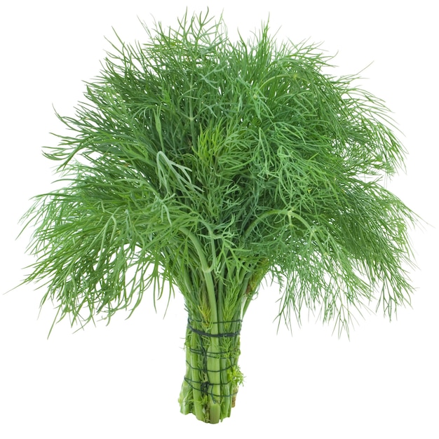 Green dill isolated on white