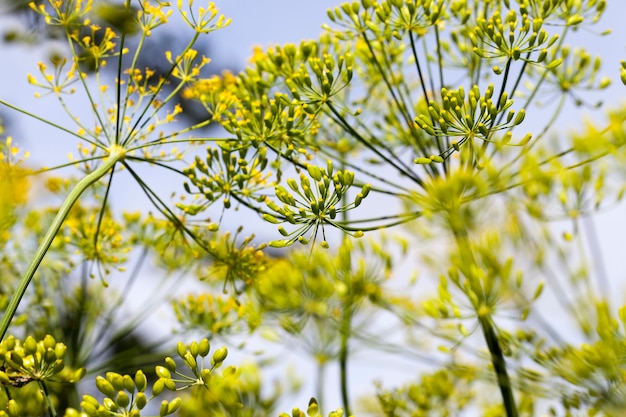 Green dill seeds