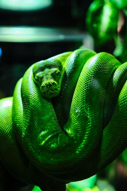 Photo green dogheaded green tree boa on a branch