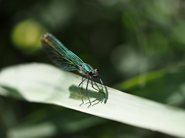 Green dragonfly on a leaf macro