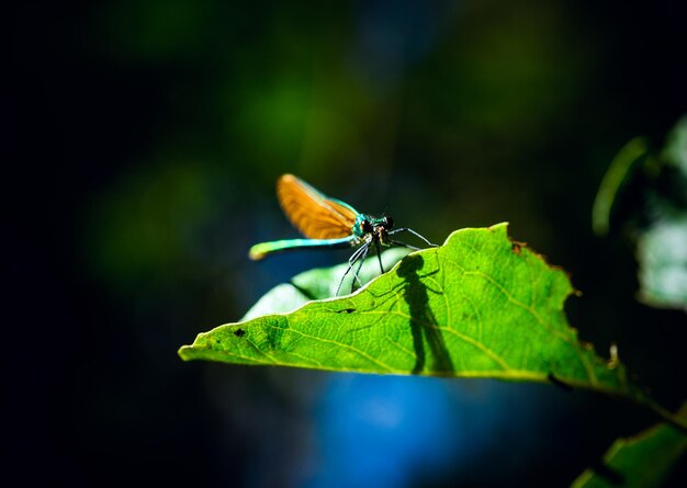 Green dragonfly on a leaf