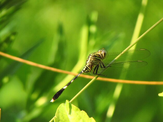 Foto libellula verde al mattino