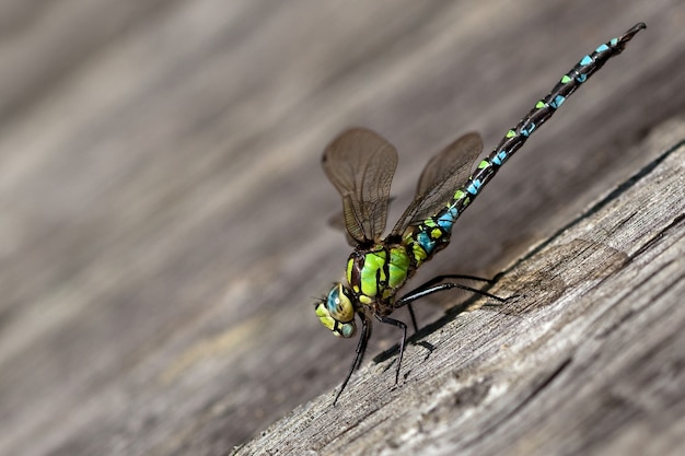 Green dragonfly on the old brown wooden plank ready to fly