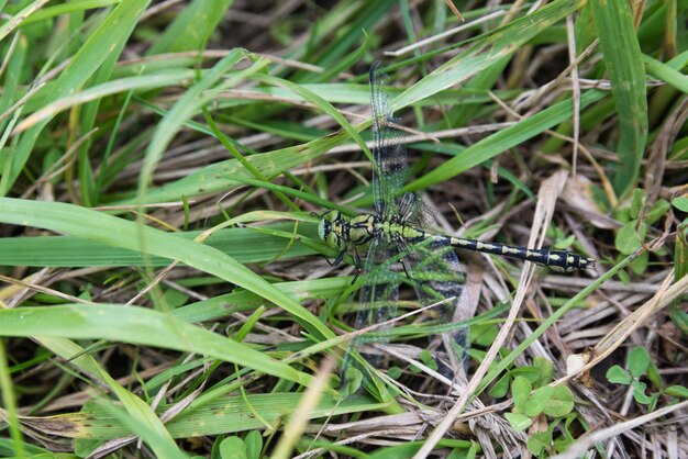 Green dragonfly with a damaged wing in the grass closeup