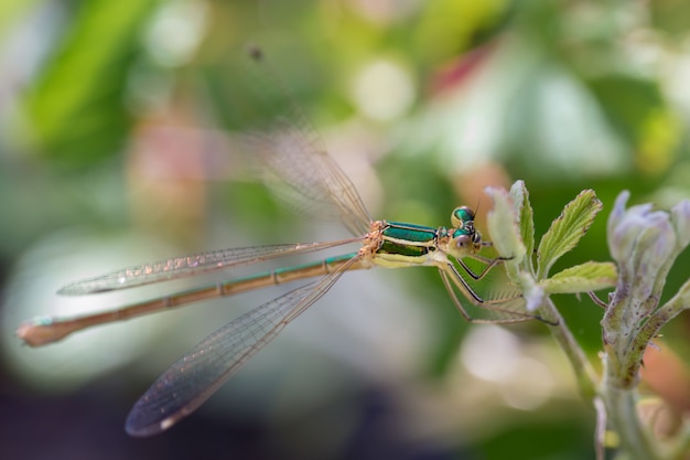 Green dragonfly