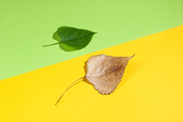 Green and dry autumn leaves