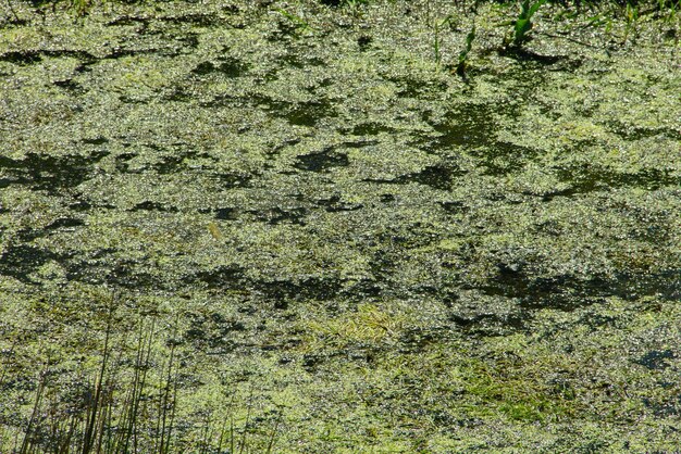 Foto lenticchia d'acqua verde sulla superficie dell'acqua