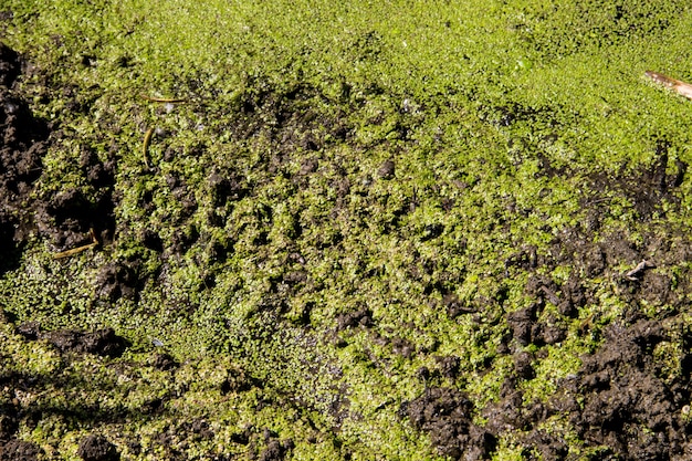 Green duckweed on the water surface