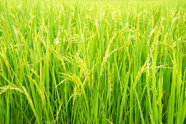 Green ear of rice in paddy rice field.