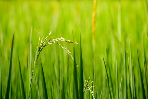 Green ear of rice in paddy rice field