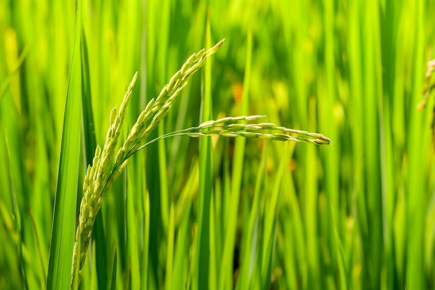 Green ear of rice in paddy rice field