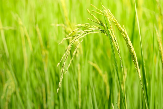 Green ear of rice in paddy rice field