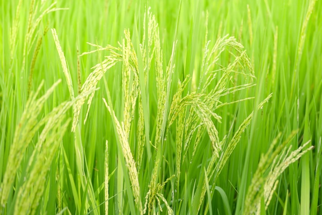 Green ear of rice in paddy rice field