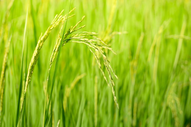 Green ear of rice in paddy rice field