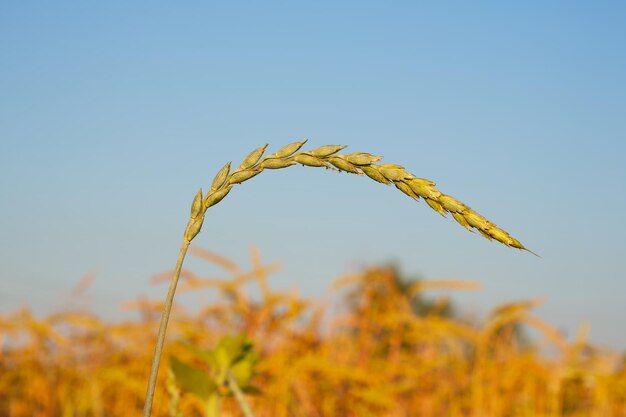 green ear of spelt in an agricultural field on the background of a blue sky