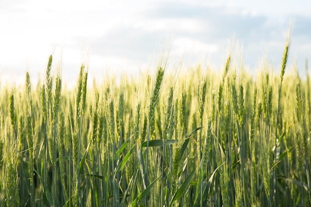 Green ear of wheat against the sky