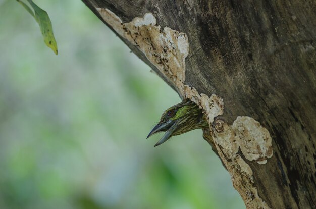 녹색 귀 바베트 (Megalaima faiostricta)