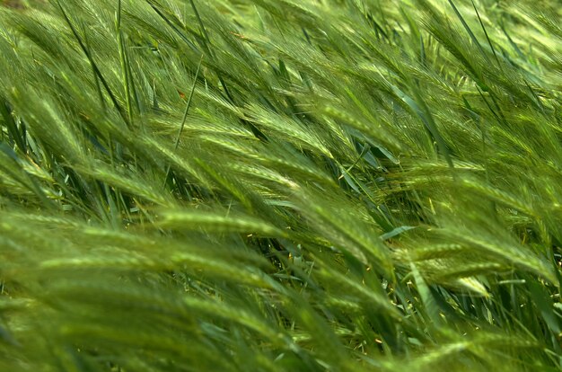 Green ears in the field bend in the wind