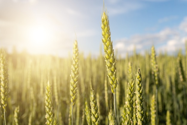 Green ears of wheat in a field in the rays of the setting sun