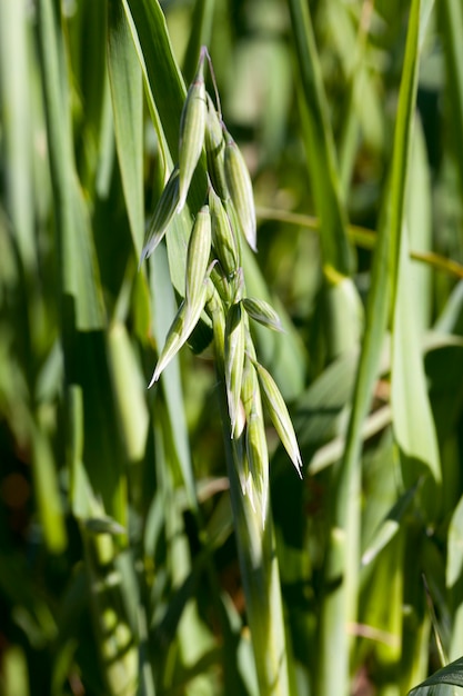 Green ears of wheat in spring