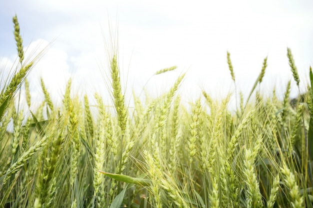 Green ears of wheat