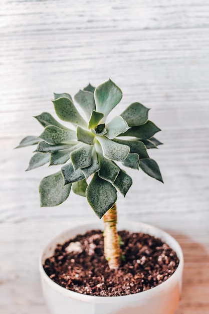 Green echeveria succulent in a pot against the background of white boards