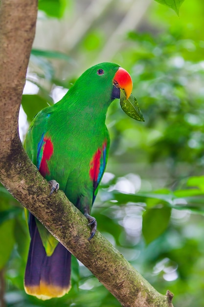 Pappagallo verde di eclectus che si siede sul ramo