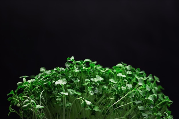 Green eco plant on a black background Fresh organic raw food