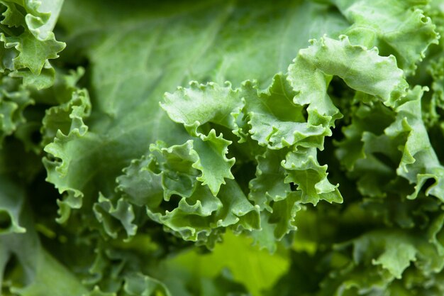 Photo green edges of curly kale leaf cabbage closeup