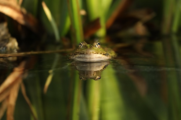 Green edible frog in the water with grass