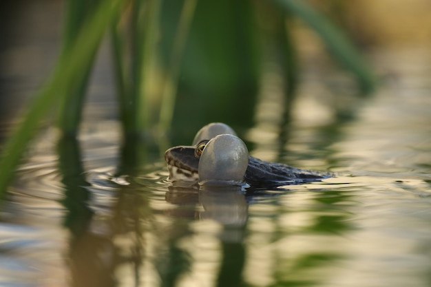 Green edible frog in the water with grass