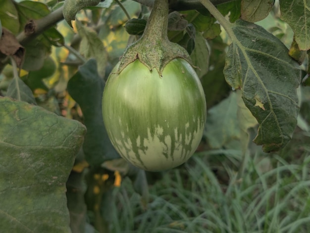 A green eggplant on a plant with green leaves.