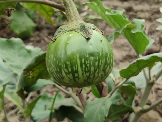 A green eggplant on a plant with green leaves.