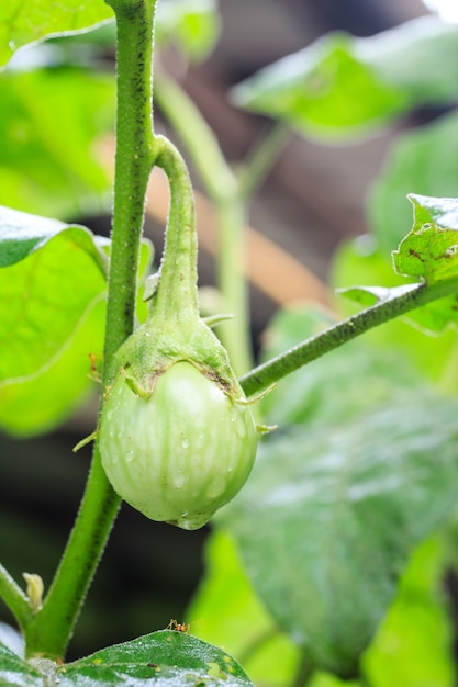 Green eggplant on the tree