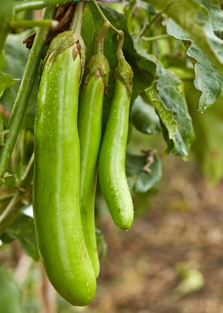 Green eggplants on tree