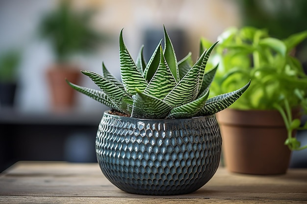 Green Elegance Photo of Haworthia Plant in a Pot