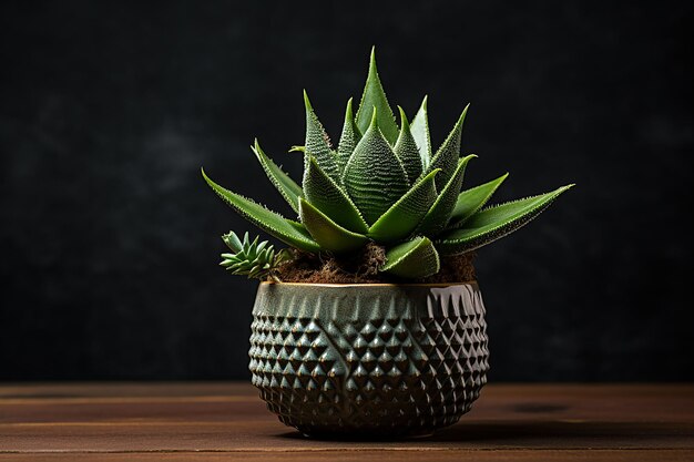 Photo green elegance photo of haworthia plant in a pot