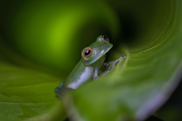 흐린 배경에 잎에 녹색 에메랄드 유리 개구리