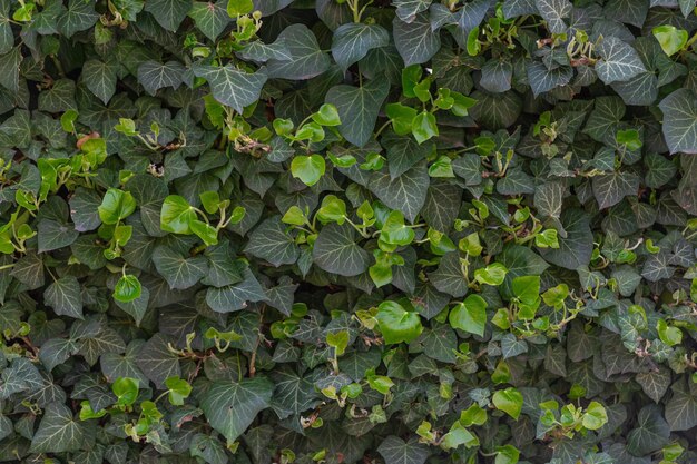 Green English common ivy or hedera helix on fence Greenery background