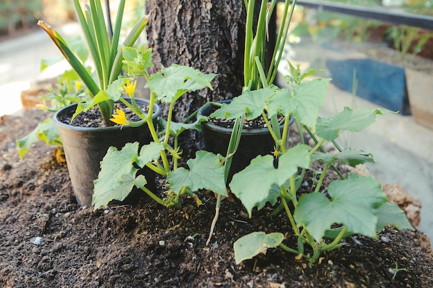 緑の環境と緑の植物