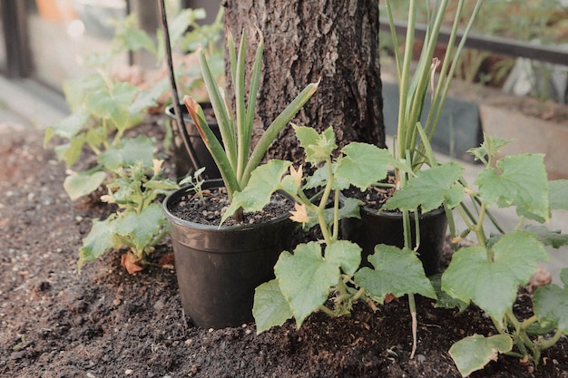 Green environment and green plants