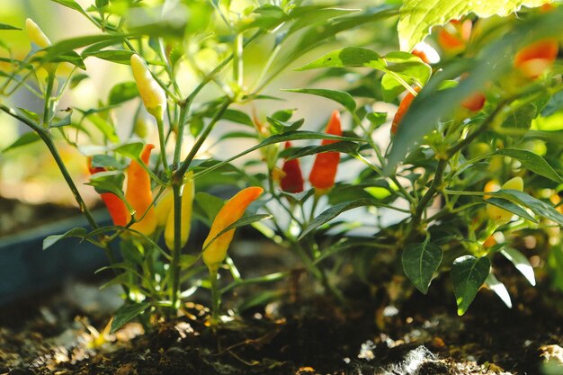 緑の環境と緑の植物