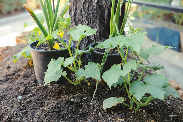 Green environment and green plants